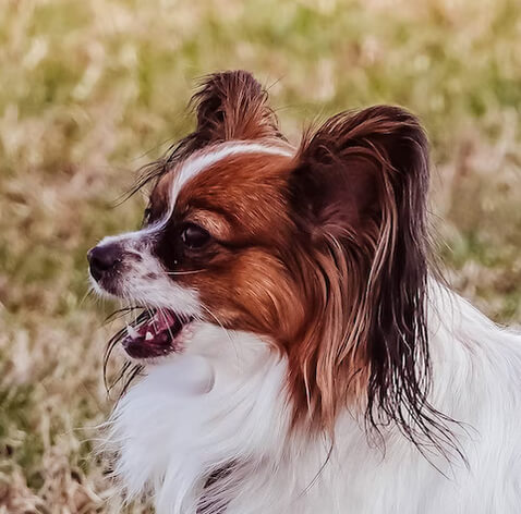 Profile of the face of a Papillon dog
