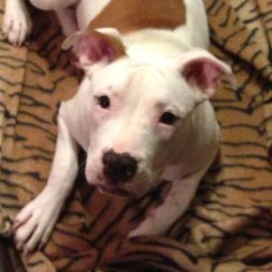 Profile of the face of a Pit Bull dog
