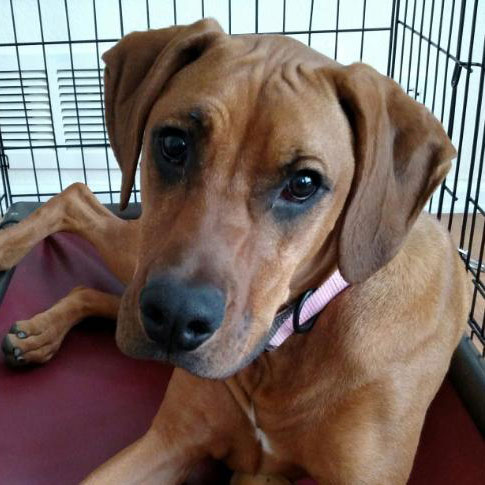 Profile of the face of a Rhodesian Ridgeback dog