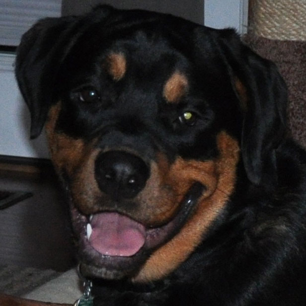 Profile of the face of a Rottweiler dog
