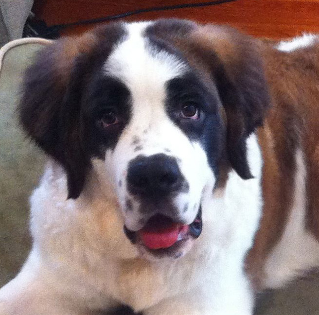 Profile of the face of a Saint Bernard dog