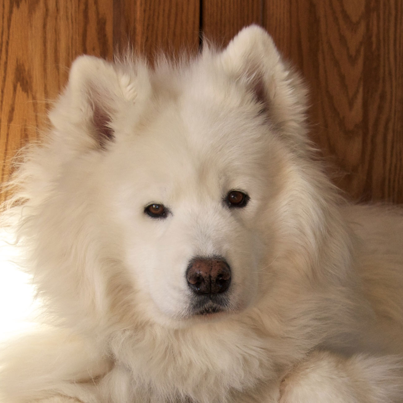 Profile of the face of a Samoyed dog