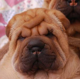 Profile of the face of a Sharpei dog