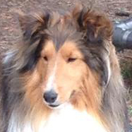 Profile of the face of a Shetland Sheepdog