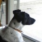 Profile of the face of a Smooth Fox Terrier dog
