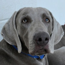 Profile of the face of a Weimaraner dog