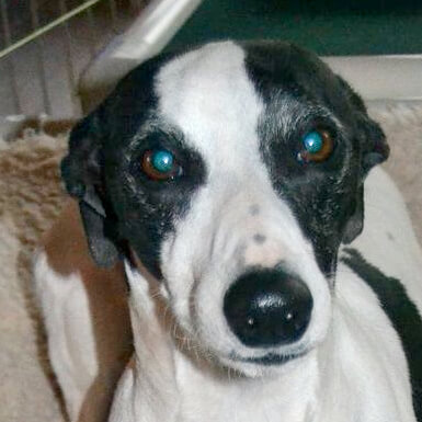 Profile of the face of a Whippet dog