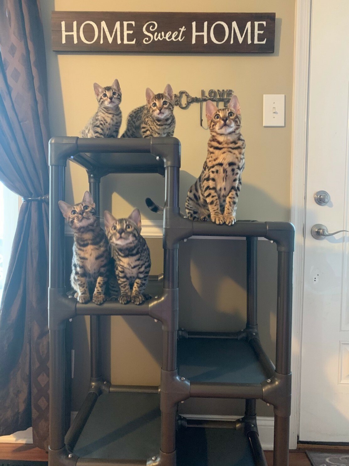 Five cats sharing a Kuranda cat tower in front of a sign that reads “Home Sweet Home”