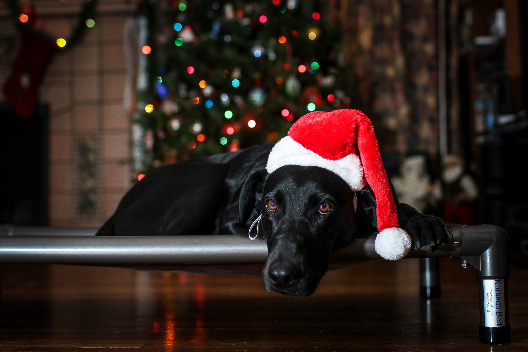 A black lab wearing a Santa hat, laying on a Kuranda Bed with a lit-up Christmas tree in the background.