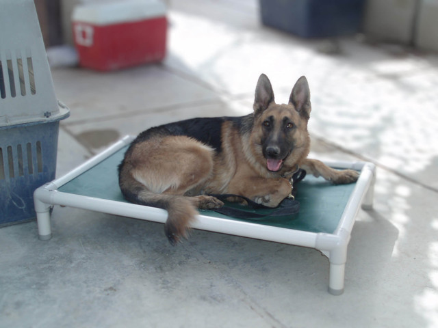 A German Shepherd rests on a Kuranda Dog Bed