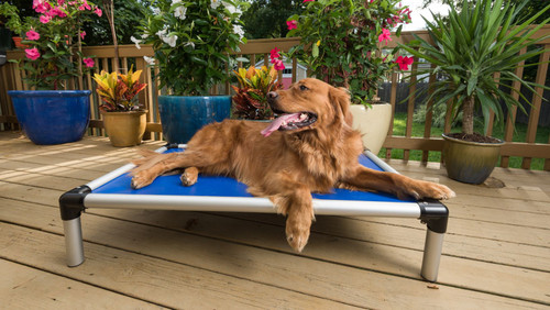 Getting Springtime-Ready with your Pets