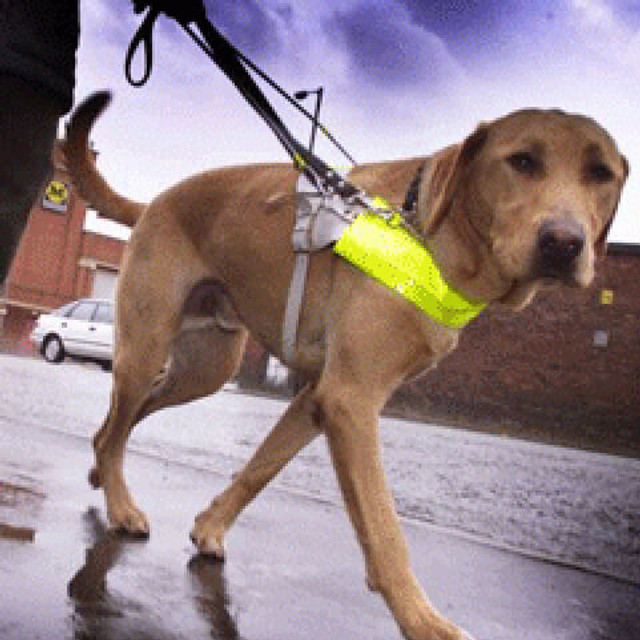 Guide Dogs for the Blind