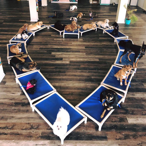 Shelter Shout Out: Los Angeles Animal Services