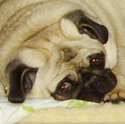 Profile of the face of a Pug dog