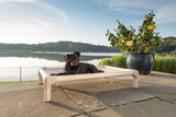 Dog Beds for Incontinent Dogs Dog Beds for Incontinent Dogs